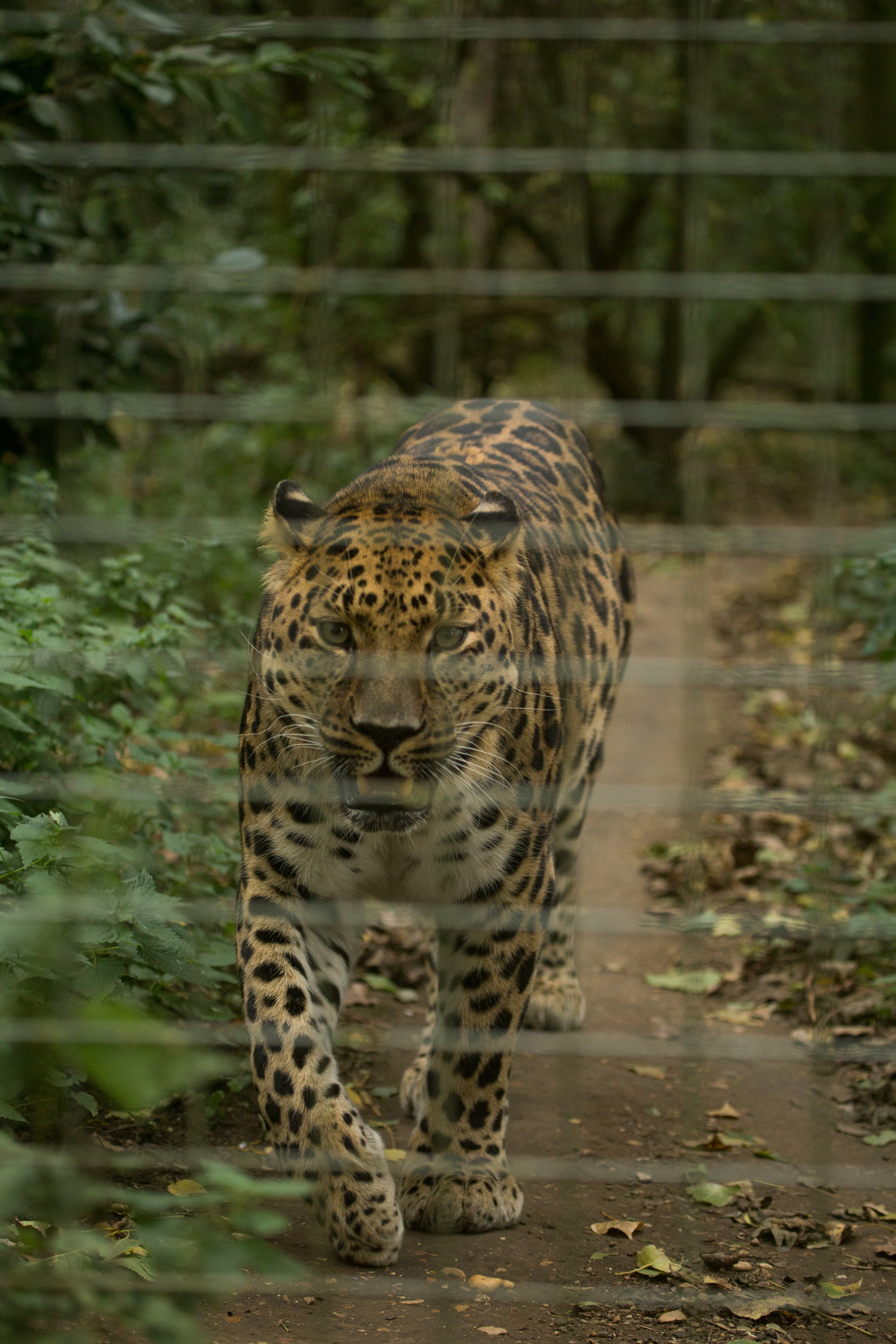 leopard walking on the road